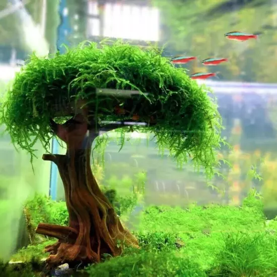 Fish Tank Plant Moss Tree Decorations Landscaping Wood Plant Root Driftwood Aqua