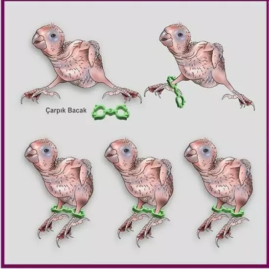 Cockatiel Lovebird Splayed Leg Treatment Bracelet Bird Bands Leg Rings