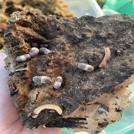 10+ 'Panda King' Isopods Cubaris Sp. • Fast Priority Shipping • Cleanup Crew