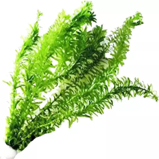 Green Tropical Live Aquarium Plants Freshwater Aquatic Pond Water Decorations 