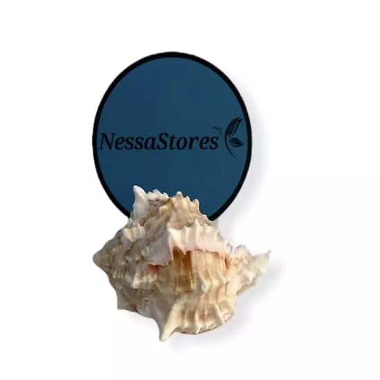 - Pink Murex Phyllonotus erythrostomu Hermit Crab Sea Shell 2" - 3" #JC-039 (...