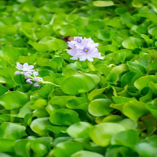 9 Live PURPLE Water Hyacinth Pond Plant Floating NO INSECTS/PARASITES FAST SHIP