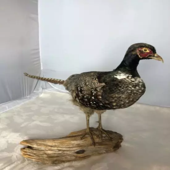 Vintage Taxidermy Pheasant Mounted on Natural Wood Base