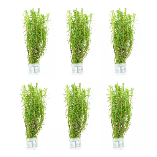 Package Bundle Rotala Wallichii Aquarium Live Plants Natural Freshwater Shrimp