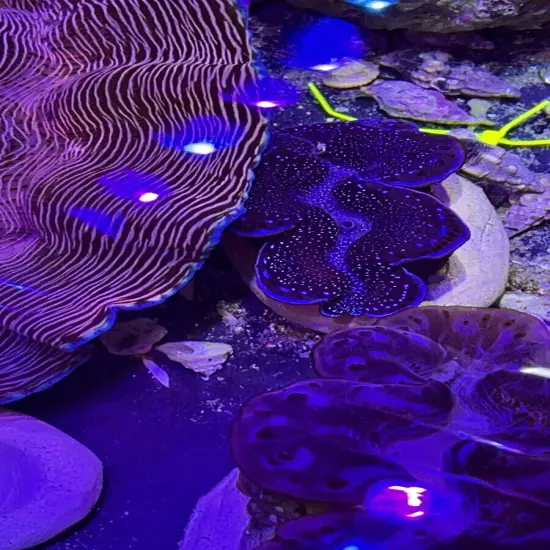 WYSIWYG Starry Night Ultra Blue Maxima Clam Tridacna Maxima Live Coral OG Reef