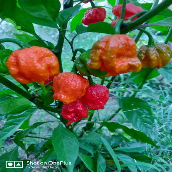 30 FRESH PICKED Homegrown small batch Carolina Reaper Organic Peppers