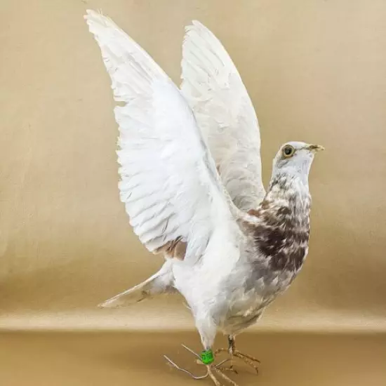 bc12 Taxidermy Oddities Curiosities Rock Pigeon bird c livia dove collectible