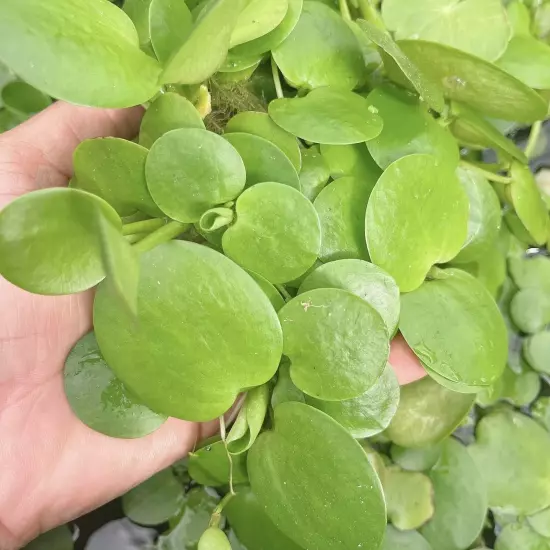 40+ Leaf Amazon Frogbit - Live Aquarium Floating Plants - Buy 2 Get 2 FREE!