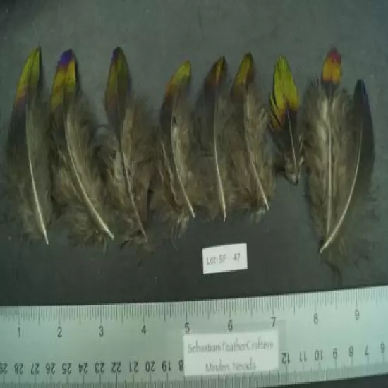 9 Domestic Bred 1.75" to 3" Domestic Bred Impeyan Pheasant Feathers Lot-SF 47