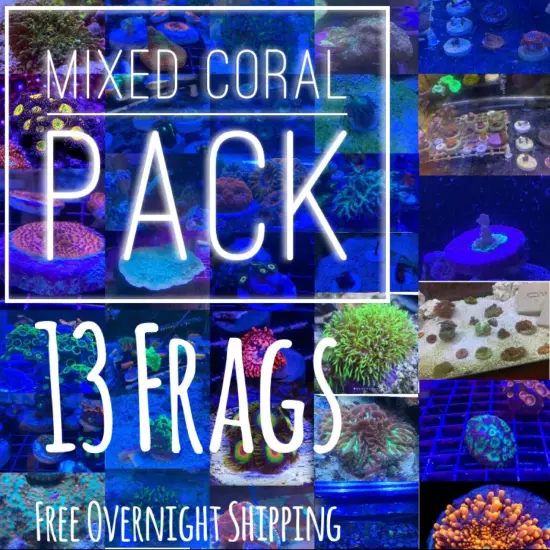 13 Mixed Frags Guaranteed 1 Hammer Or Frogspawn! Free Overnight Shipping