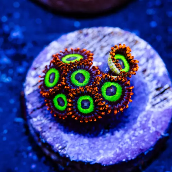 Emeralds on Fire Zoanthids Multi-Polyp, WYSIWYG Coral