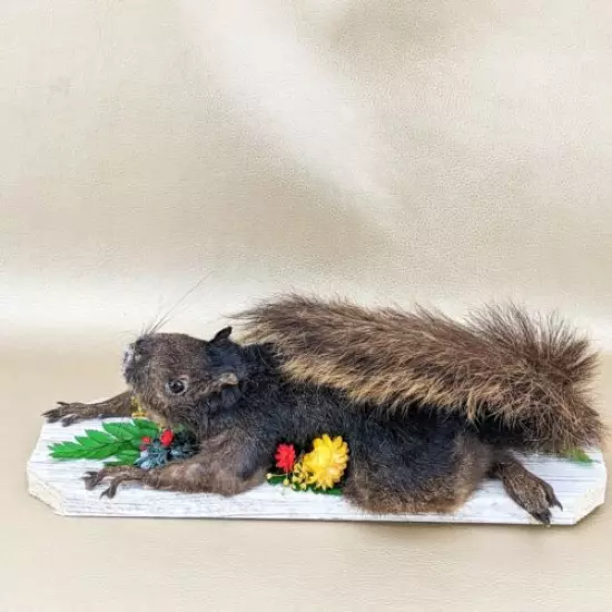 L44o Taxidermy Oddities Curiosities Squirrel Climbing mounted Victorian Display