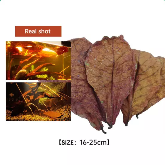 10PCS Natural Terminalia Catappa Foetida Leaf Cleaning Aquarium Tank Drop PH Sn