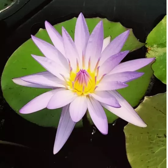 Buy2Get1Free Purple Casey Lee Slocum Tropical Waterlily Live Fresh Pond Flower