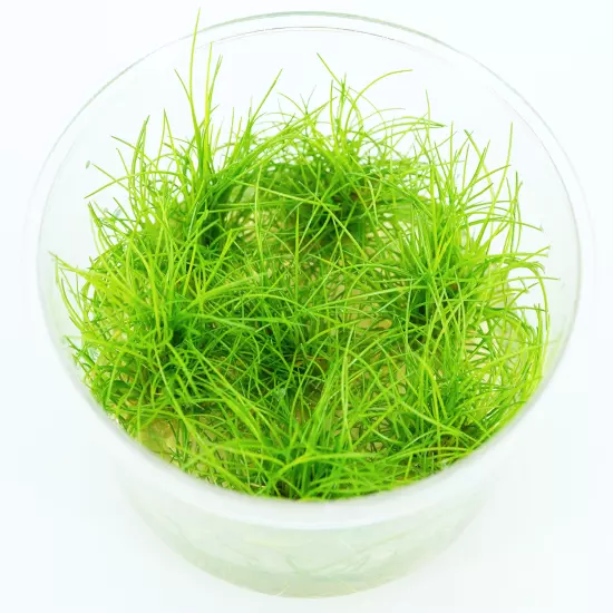 Dwarf Hairgrass Eleocharis Parvula Mini Tissue Culture Aquarium Live Plants Fish