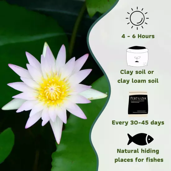 Buy2Get1Free White Thammanoon Tropical Waterlily Live Fresh Plants Pond Colorful