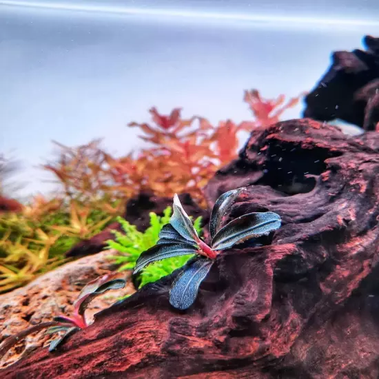 Bucephalandra Kedagang Mini Round Grown in Vitro Tissue Culture Aquariums Plants