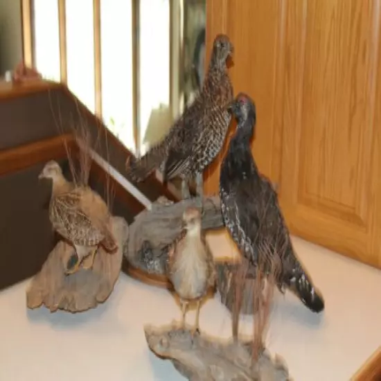 4 Franklin Grouse Lot Taxidermy Log Cabin Decor Mount Spruce Hen Ptarmigan Bird 