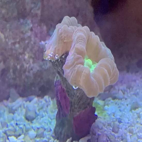 Frag pack live coral 10 Mixed Frags! Free Overnight Shipping