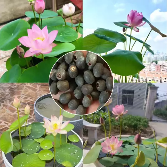 10pcs Mixed Color The Sacred Bonsai Lotus Flower Seeds Home Garden Decoration