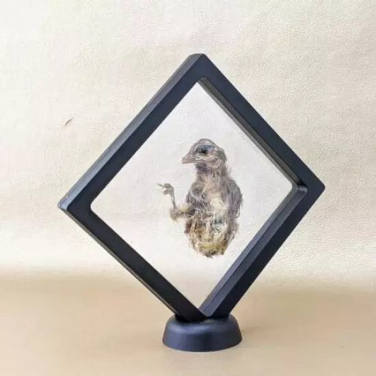 O11c Taxidermy Running preserved Quail Chick floating display curiosities oddity