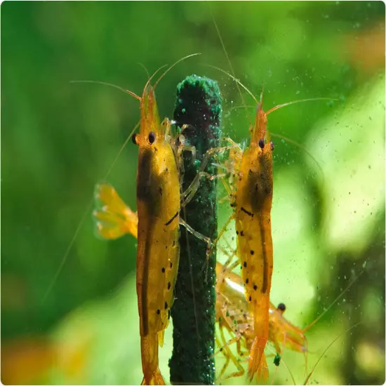 Garnelenhaus Shrimp Lollies Algea Stick Food Crystal Red Cherry Shrimp Inverts