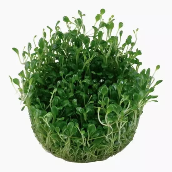 Glossostigma Elatinoides - Tropica Tissue Culture Cup