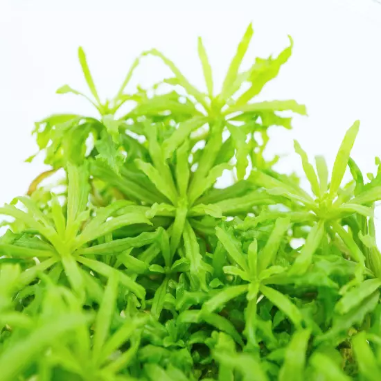 Buy2Get1Free Downoi Pogostemon Helferi Tissue Culture Live Plants Fresh Aquatic