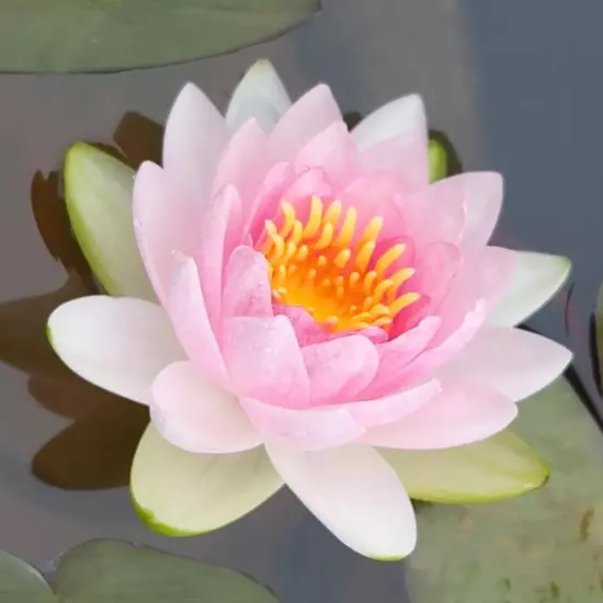 Madame Wilfron Gonnere Pink Hardy Waterlily Live Freshwater Plants Pond Flower