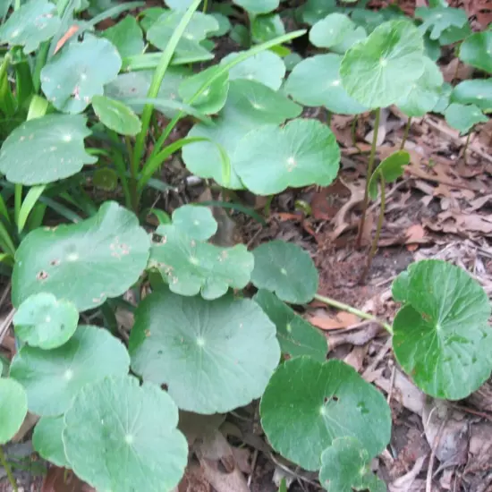 15 Brazilian Pennywort Water Ivy Hydrocotyle Live Aquarium Plant Round Leaves