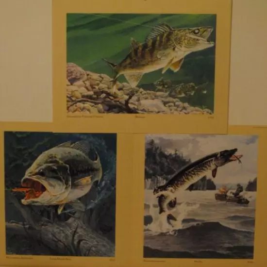 Rapala Set Musky Walleye Bass Prints