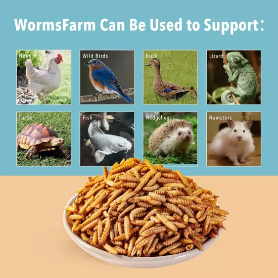 5LB Dried Black Soldier Fly Larvae Treat for Chicken More Calcium than Mealworms