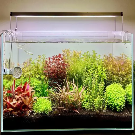 Aquarium Plants Pack – Full Tank Starter Bundle (50+ Stems) Beginner Plant Mix