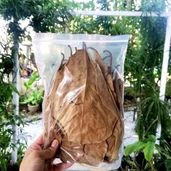 8pcs Seemandelbaumblätter Dried Terminalia Catappa Leaves 10-15cm + FREE 2pcs