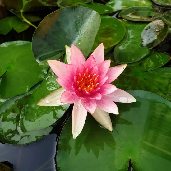 Buy2Get1Free Pink Marliacea Flammea Hardy Waterlily Live Plants Pond Flower Fish