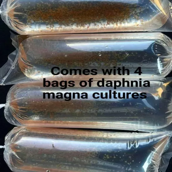 1000+ live daphnia magna ( BUY 2 , Get 2 Extra Bags Of Culture )