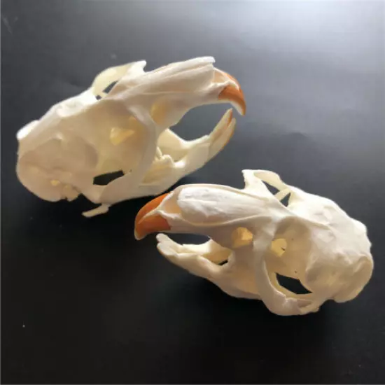 3 pcs animal skull real muskrat skull collection specimen crafts about 8x4cm