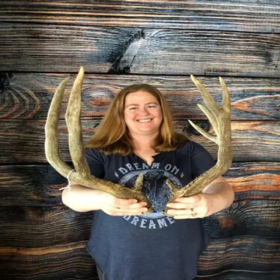 Huge 9 Point Mule Deer Cut Off Antler Odd Rattling Horn Unique Animal Mount Art