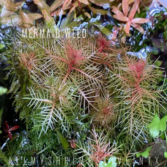 Red Root floaters Phyllanthus Fluitans Aquarium Floating 1 cup +Mystery Plant