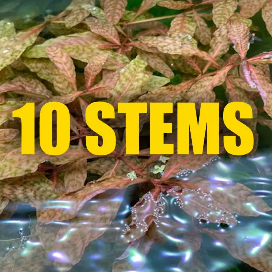 10 Stems Hygrophila Brown fast growing Rare Brown Aquarium Plant Organic