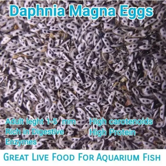 Daphnia Magna Eggs (Water Flea) Great Live Freshwater Fish Food Aquarium Betta 