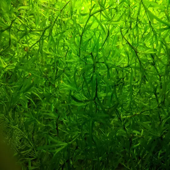 4 CUPS OF GUPPY GRASS - FLOATING AQUARIUM PLANTS