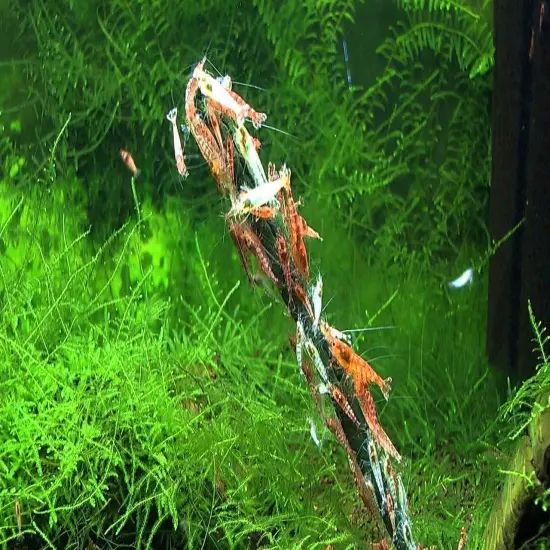 Garnelenhaus Shrimp Lollies Algea Stick Food Crystal Red Cherry Shrimp Inverts