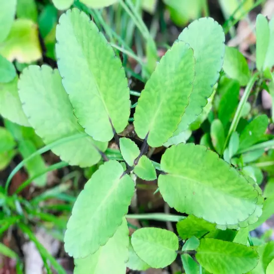 100% Ceylon Fresh For Planting Leaves-Miracle Leaf of Life live