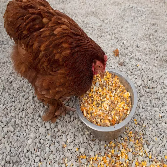 Pampered Chicken Mama Non-Gmo Mealworm, Corn, Flax, & Herb Treat for Backyard Ch