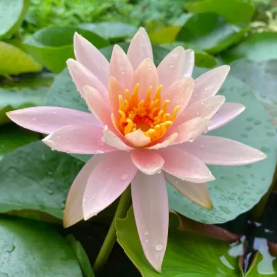 Buy2Get1Free Orange Colorado Hardy Waterlily Live Freshwater Plant Pond Colorful