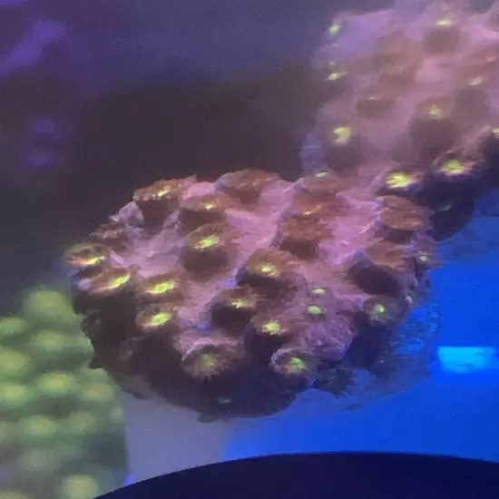 Frag pack live coral 10 Mixed Frags! Free Overnight Shipping