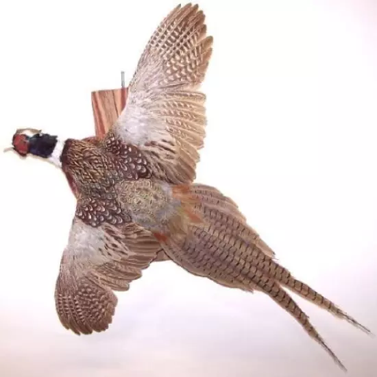 Flying Ring-neck Pheasant Taxidermy Mount 