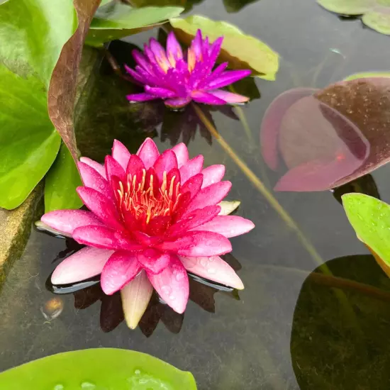 Buy2Get1Free Red Perry's Baby Hardy Waterlily Tuber Live Colorful Plants Flower