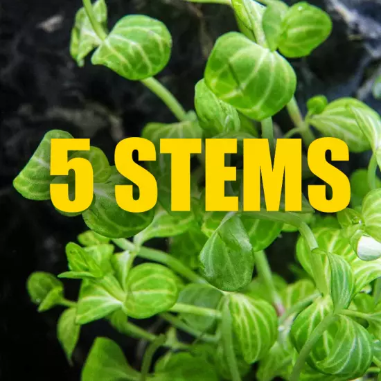 5 Stems Lindernia Variegated Green Aquarium plant fast growing 3 Stems